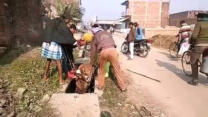 नाले पर ढक्कन निर्माण न होने के चलते नाले में गिरी गाय हुई घायल