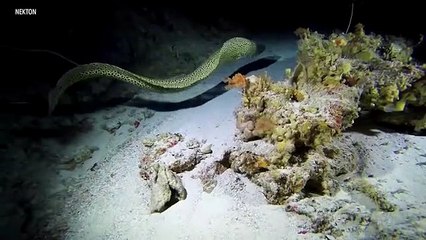 Scientists Hope To Gauge Effects of Climate Change in Ocean's Midnight Zone