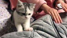 Los Mejores Videos de risa de gatos