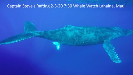 La mise bas d’une baleine à bosse partiellement filmée pour la 1ère fois