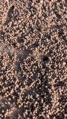 Crabs Create Village of Sand Balls
