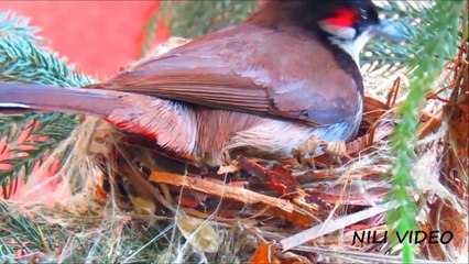 Bulbul bird making beautiful nest...!!! (Pycnonotus jocosus)