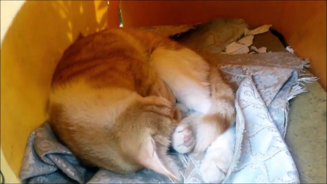 002 Komik Hayvan Videoları Funniest Dogs and Cats Awesome Funny Pet Animals Comedy Videos