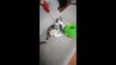 006 Komik Hayvan Videoları  Funniest  Dogs and  Cats Awesome Funny Pet Animals Comedy Videos 