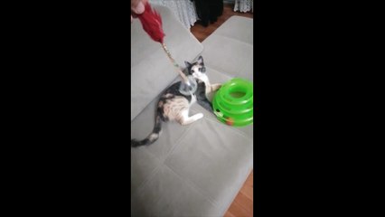 006 Komik Hayvan Videoları  Funniest  Dogs and  Cats Awesome Funny Pet Animals Comedy Videos 