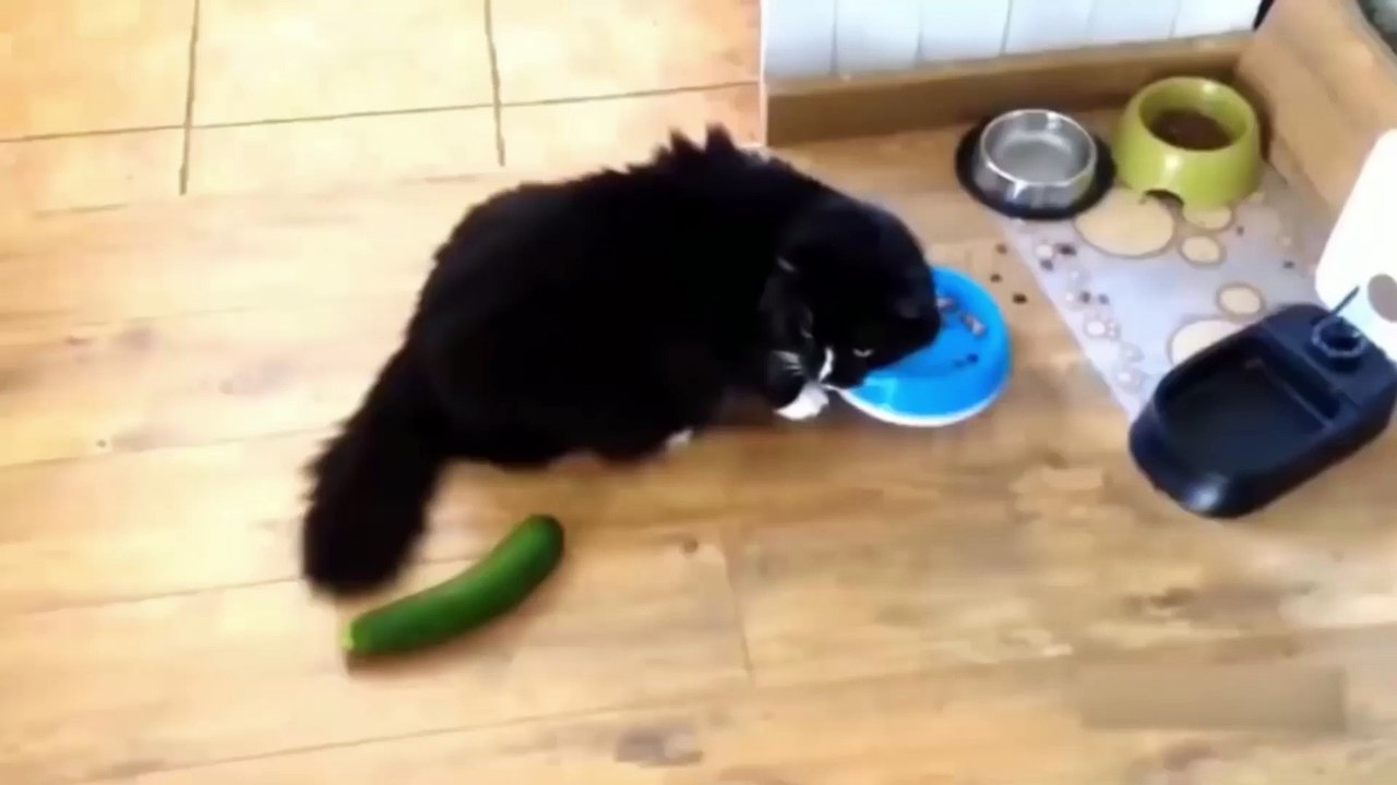 008 Komik Hayvan Videoları  Funniest  Dogs and  Cats Awesome Funny Pet Animals Comedy Videos 