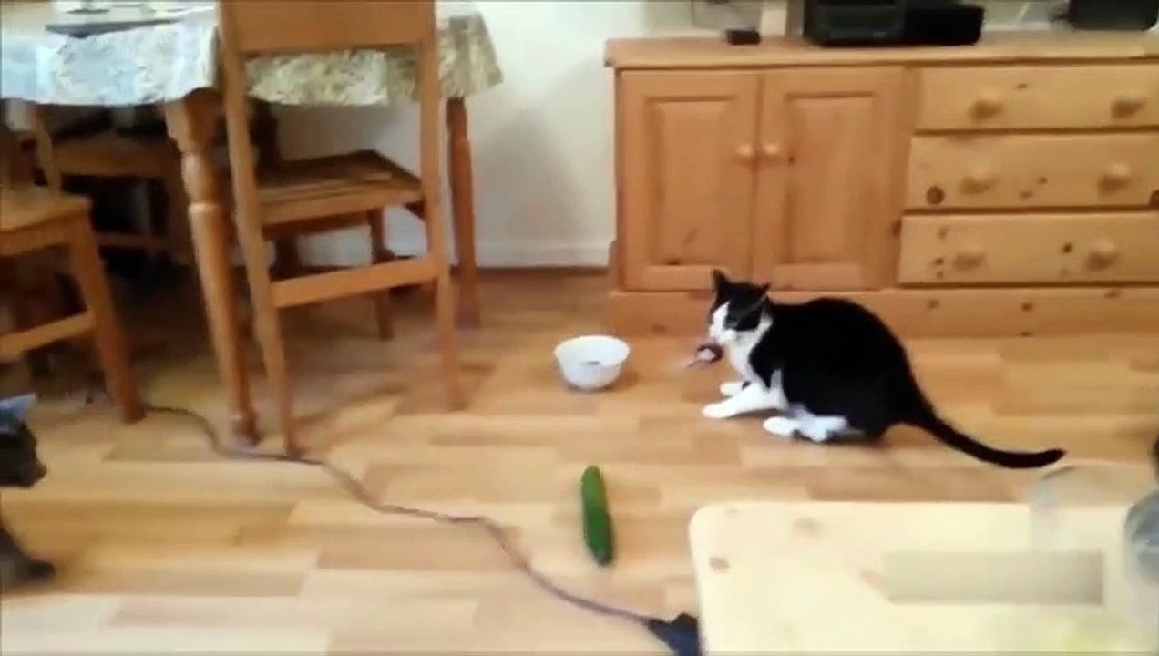 009 Komik Hayvan Videoları  Funniest  Dogs and  Cats Awesome Funny Pet Animals Comedy Videos 