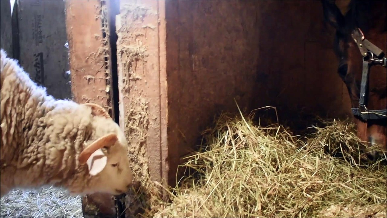 suzie and the girls eat lunch together