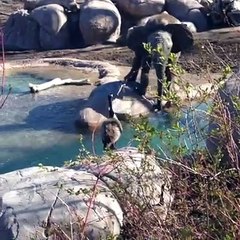 जानवरों को एक दुसरे पर मस्ती करना  मजा आता है