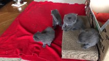 Chatons Chartreux 3 semaines