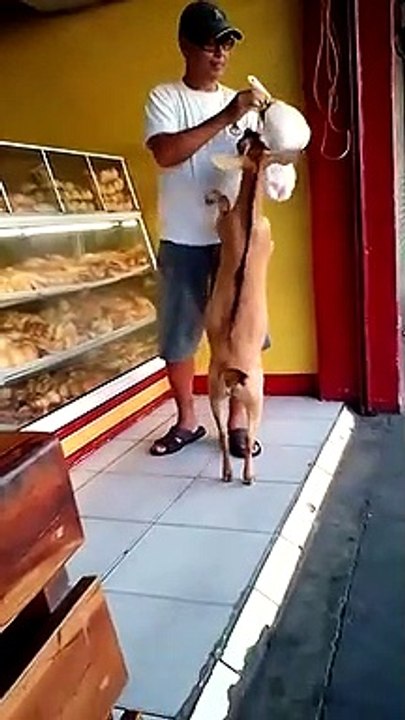 Funny Video - Goat Trained Well