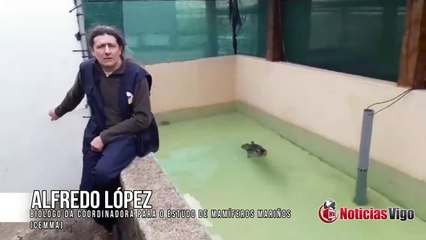 O Instituto Galego de Formación en Acuicultura acolle ao exemplar de lobo mariño cinsento ‘Silbur’ para a súa recuperación