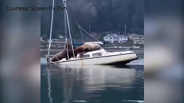 2 lions de mer ont réquisitionné un bateau pour leur sieste