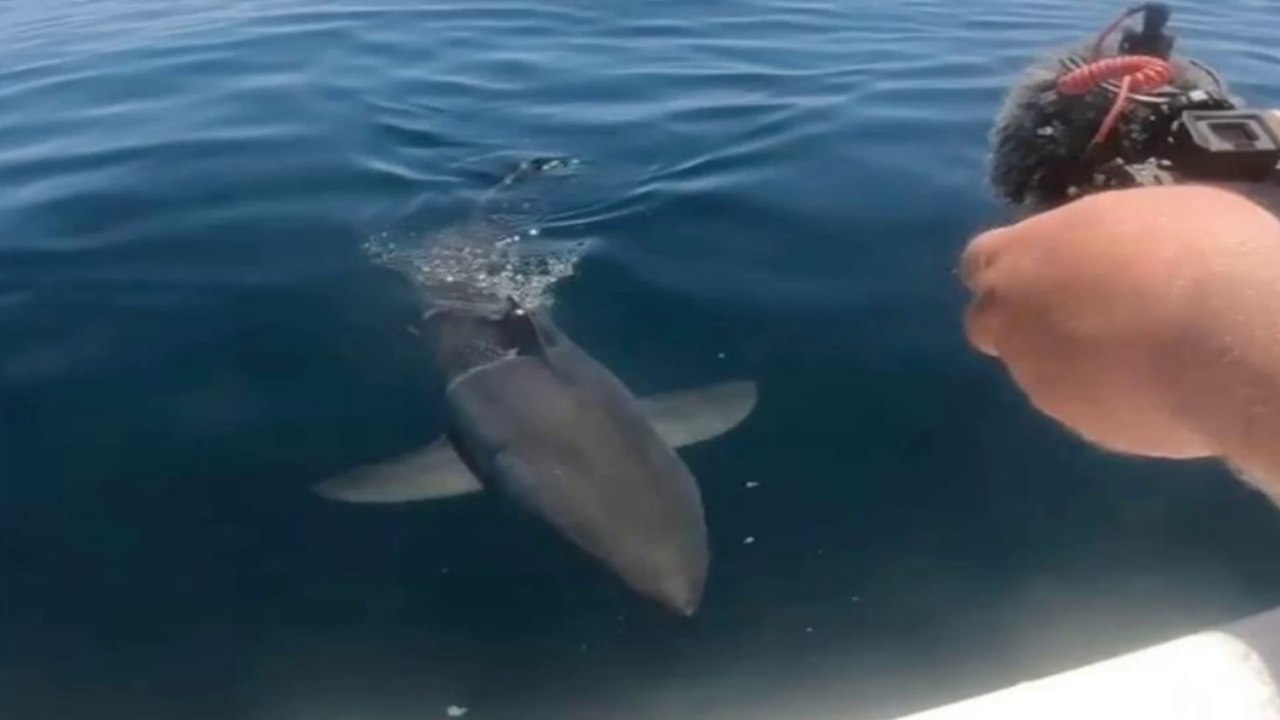 Great white shark swims inches from fishermen boat