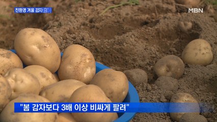 "토실토실 겨울 감자 납시오"…합천 친환경 겨울 감자 출하