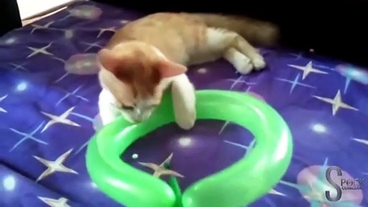 Funny Cats VS Balloons - Funny Cat Videos Compilation