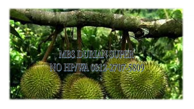 GROSIR, WA 0812-2707-5809, Bibit Durian Cangkok Susu Sulawesi Selatan