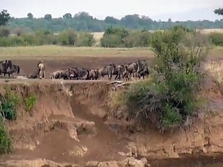 Crocodile Take Wildebeest in Mara River
