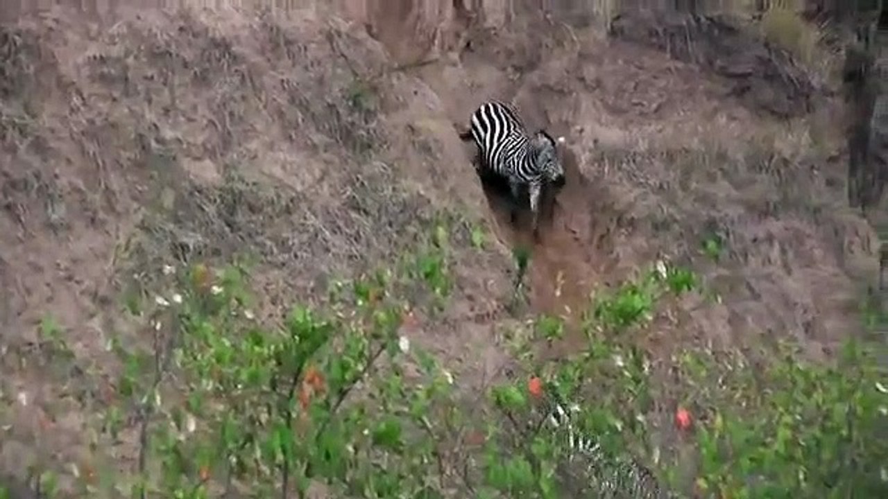 Crocodiles Feasting Zebra And Wildebeest In Msaai Mara River