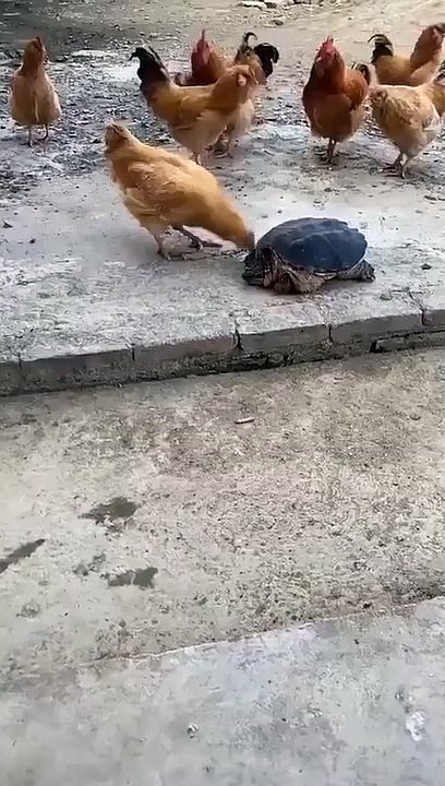 the revenger TORTOISE