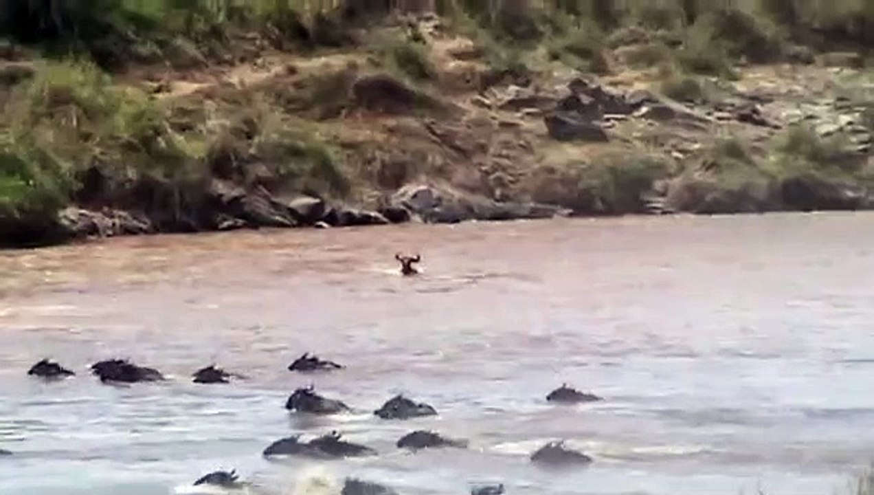 Wildebeest Crossing Masai Mara River Migration Kenya| Crocodile Attack Wildebeest In Mara River