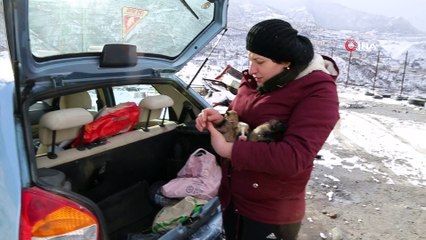 Sokakta doğum yapan köpeğe sahip çıktılar, yavruları ölümden kurtardılar