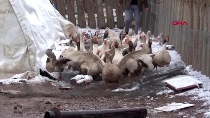 Tokat kazı, kars kazına rakip oldu+-