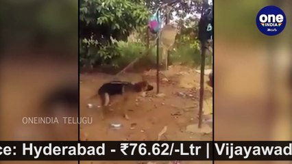 Viral Video : Dog Swings The Child In Kerala, video Gone Viral !