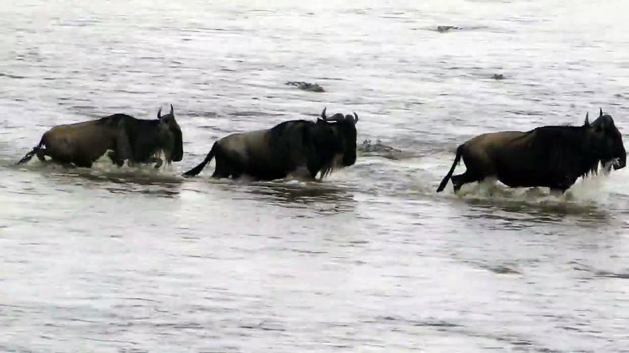 Mara River Crossing Crocodile vs.Wildebeest  |Masai Mara River Crossing Migration Crocodile Attack Wildebeest |BestOf Masai Mara River Migration Kenya| Crocodile Attack Wildebeest Mara River