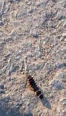 Crona virus in china