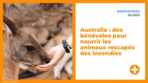 Australie : des bénévoles pour nourrir les animaux rescapés des incendies