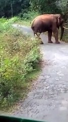 பஸ்சை வழிமறித்த யானை.. 2 மணி நேரம் ஸ்தம்பித்த பயணிகள்! - வீடியோ