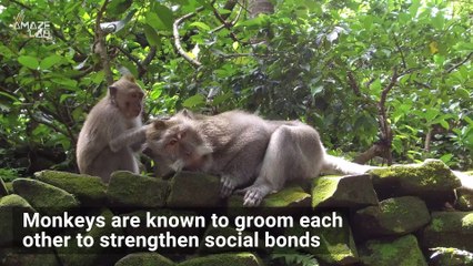 Do Animals Feel Love? Here's What Those Signs of Affection Really Mean