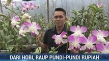 Belajar Cara Budidaya Anggrek Dendrobium