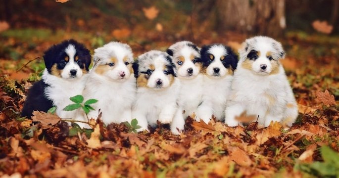 14 chiots retrouvés dans une poubelle, seuls deux survivent