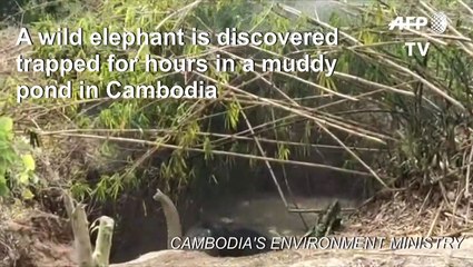 Wild elephant rescued from muddy pond in Cambodia