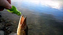MCH 231 SYLVAN LAKE HUGE PIKE CAUGHT ON CAMERA.GOT TO CATCH THEM ALL.