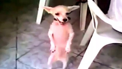 आश्चर्यजनक ! DOGGIES  WONDERFUL  DANCER                                   - gondia. maharashtra ( 360 X 640 )