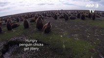 Spend one minute with penguin chicks on the Falkland Islands