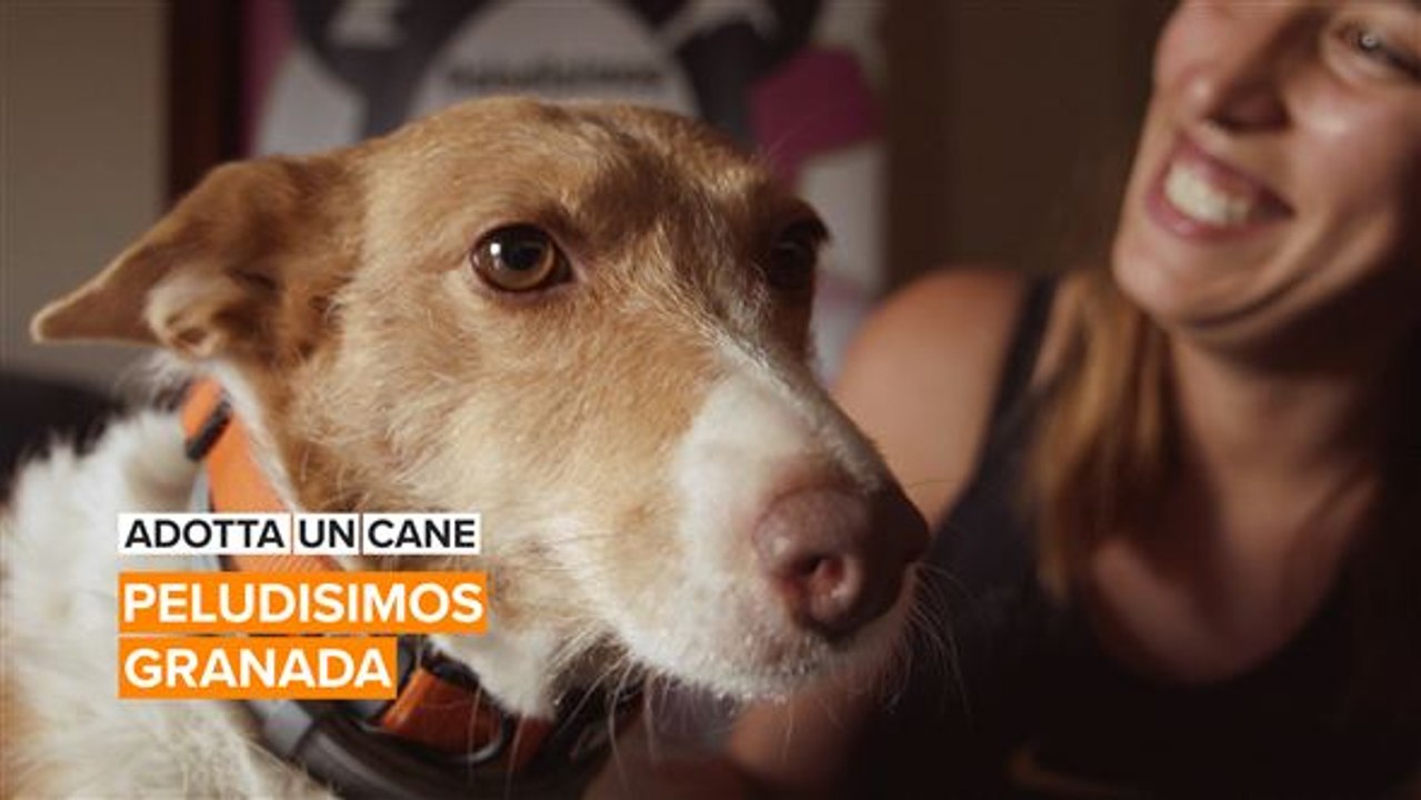 Adotta un cane: Peludísimos
