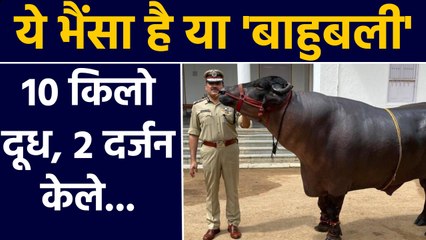 Champion Murrah Bull Sartaj की खूबियां जानकर हो जाएंगे हैरान, इसलिए है मशहूर | वनइंडिया हिंदी