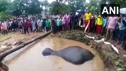 Des villageois unissent leur force pour sauver un éléphant proche de la noyade