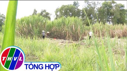 Hàng ngàn hecta mía ở Hậu Giang có nguy cơ bị thiệt hại nếu chậm thu mua