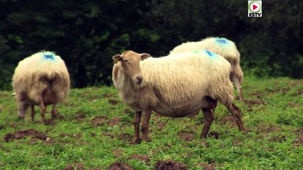 Bidarray     |  Les Brebis  du Bourg - Euskadi Surf TV