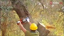 Ostuni, entro primavera i primi sovrainnesti su ulivi secolari contro la Xylella