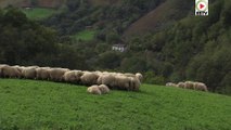 Bidarray    |   Les Brebis de Montagne - Euskadi Surf TV