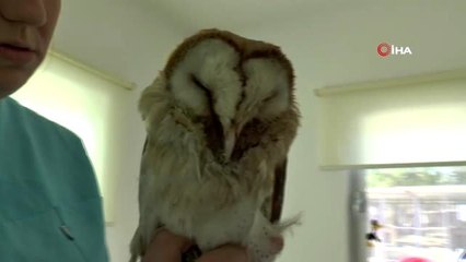 Yaralı baykuşu kurtarmak için seferber oldular