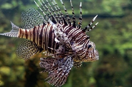Ayağına aslan balığı düşen amatör balıkçı canından oluyordu
