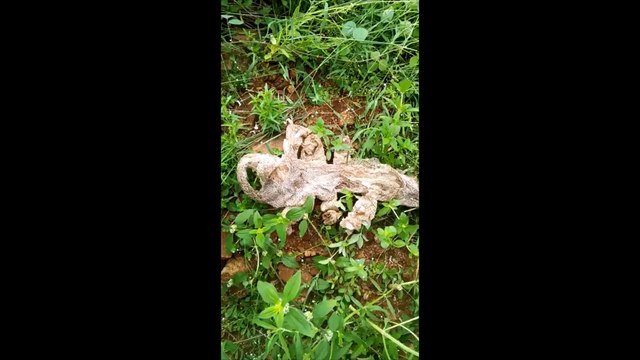 Multi-headed snake skin draws crowds in Kanakapura