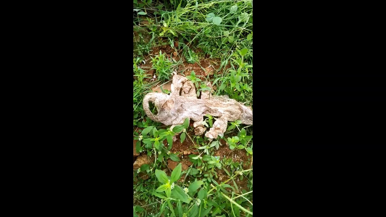 Multi-headed snake skin draws crowds in Kanakapura